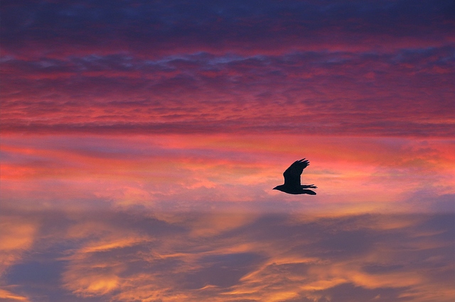 bird flying into sunset